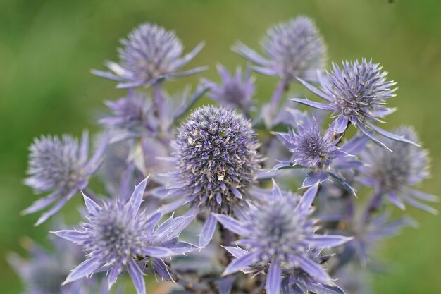 Close up van een Middellandse Zee Hulst, Eryngium bourgatii