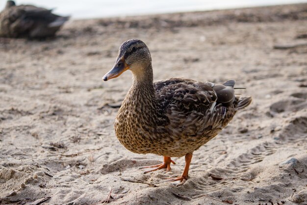 Close-up van een mooie eend die op het zand dichtbij het overzees loopt