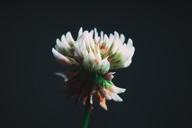 Close-up van een mooie exotische witte bloem met pikzwart