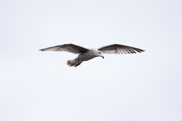 Gratis foto close-up van een mooie juveniele grote mantelmeeuw die tegen een witte lucht vliegt