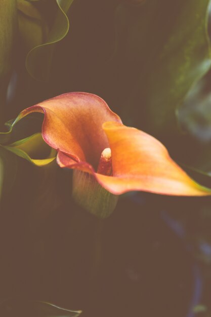 Close-up van een mooie oranje Ceratostylis-orchidee in een bos