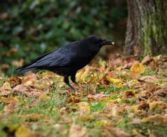 Gratis foto close-up van een mooie zwarte raaf die op een stapel gras staat bedekt met herfstbladeren