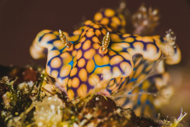 Close-up van een nudibranch