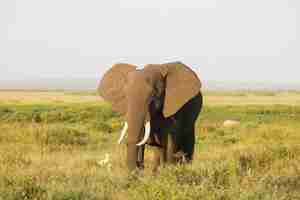 Gratis foto close-up van een olifant die op de savanne van amboseli nationaal park, kenia, afrika loopt