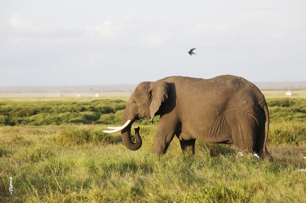 Close-up van een olifant die op de savanne van Amboseli Nationaal Park, Kenia, Afrika loopt