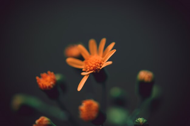 Close-up van een oranje mooie bloem