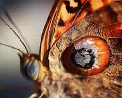 Gratis foto close-up van een oranje vlinder