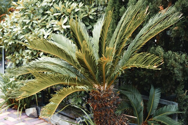 Close up van een palmboom bladeren