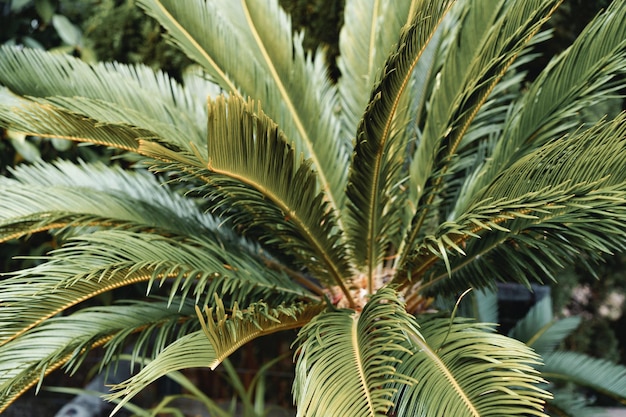 Close up van een palmboom bladeren