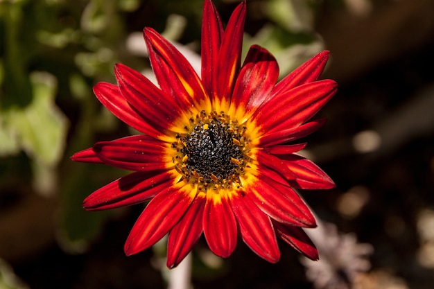 Gratis foto close-up van een rood afrikaans madeliefje