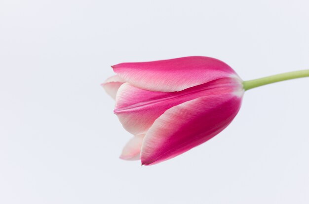 Close-up van een roze tulpenbloem die op witte achtergrond met ruimte voor uw tekst wordt geïsoleerd