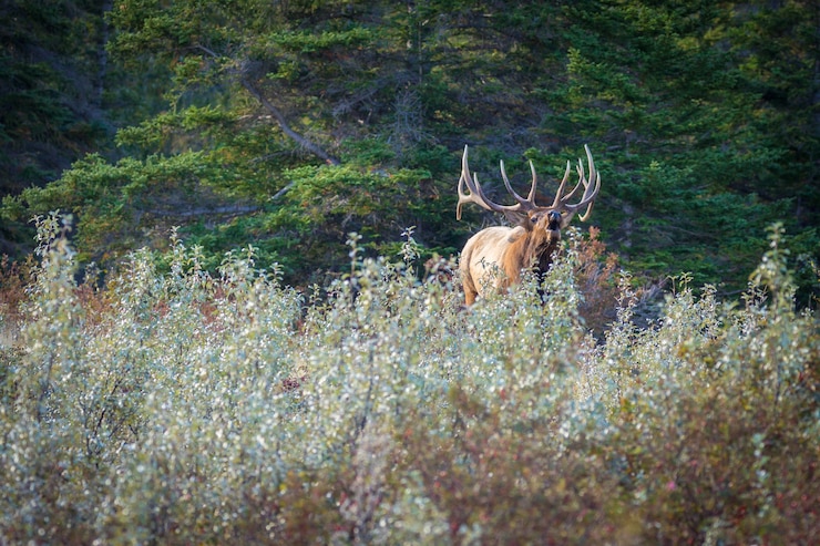 Gratis Foto close-up van een rust in een schilderachtig natuurgebied