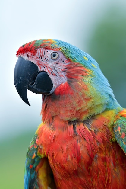 Close-up van een Scarlet Macaw van zijaanzicht Scarlet Macaw close-up hoofd