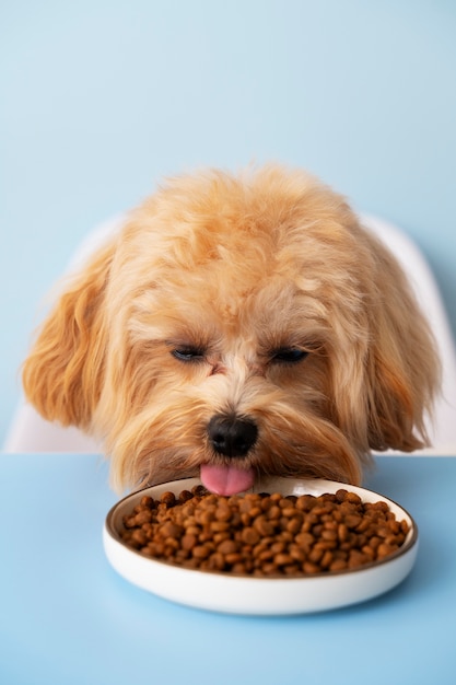 Close-up van een schattig huisdier eten