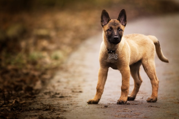 Close-up van een schattige Belgische herder poseren buitenshuis