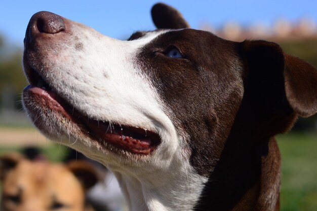 Close-up van een schattige hond onder het zonlicht