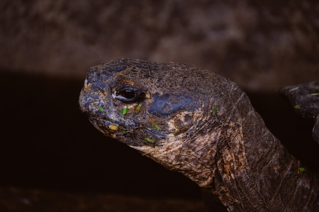 Close-up van een schildpadhoofd met vage achtergrond