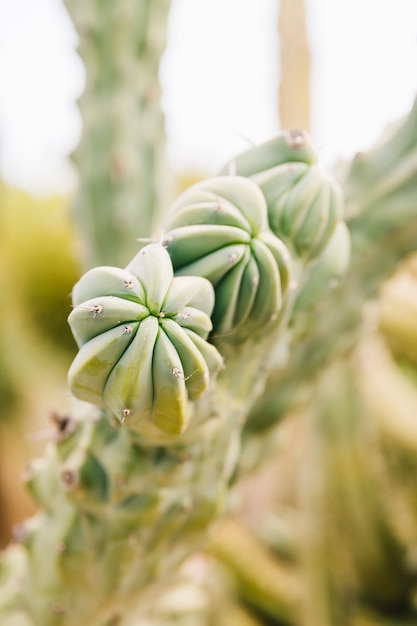 Gratis foto close-up van een succulente installatie