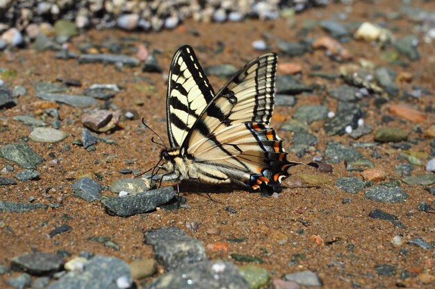 Close-up van een vlinder op de grond overdag