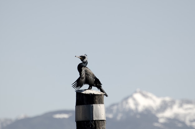 Close-up van een vogel die op houten post tegen een duidelijke hemel neerstrijkt