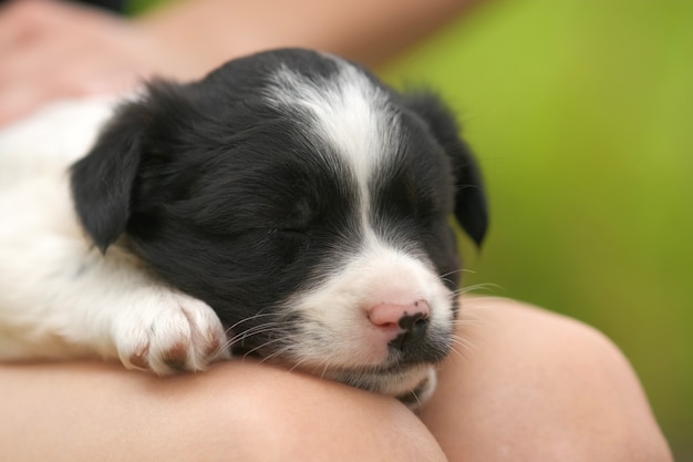 Close up van een vrouw met kleine puppy op haar schoot.
