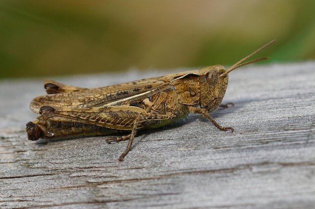 Close-up van een vrouwelijke boogvleugel sprinkhaan, chorthippus biguttul