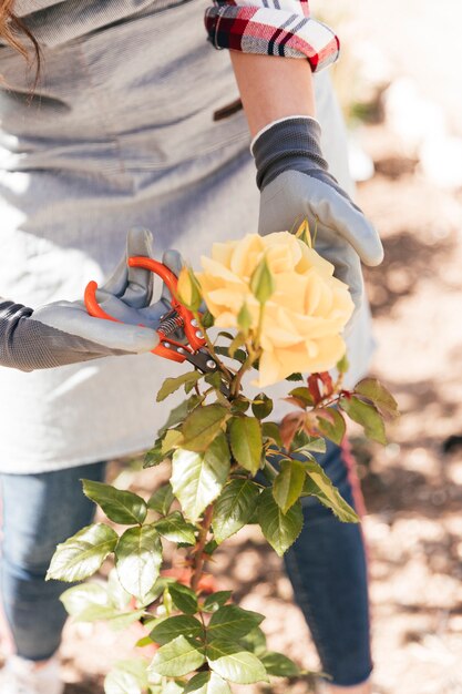 Close-up van een vrouwelijke tuinman die de gele roze bloem in orde maakt met schaar