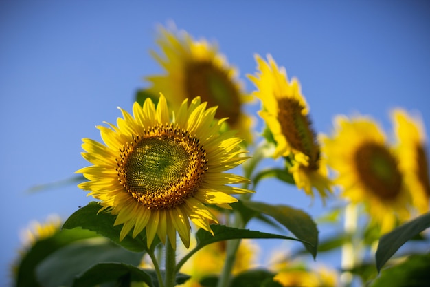 Close-up van een zonnebloem op een zonnige dag met een wazig heldere blauwe hemel