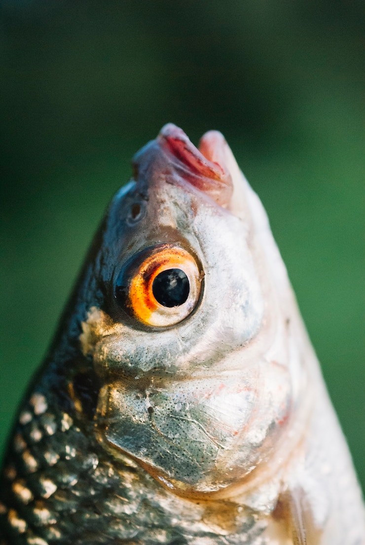 Gratis Foto close-up van fish&#39;s hoofd tegen onscherpe achtergrond
