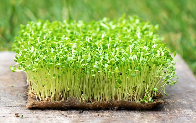 Close-up van gekiemde rucola groeien op natte linnen mat.