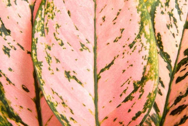 Close-up van gekleurd plantenblad