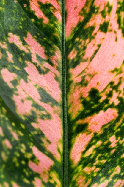 Close-up van gekleurd plantenblad