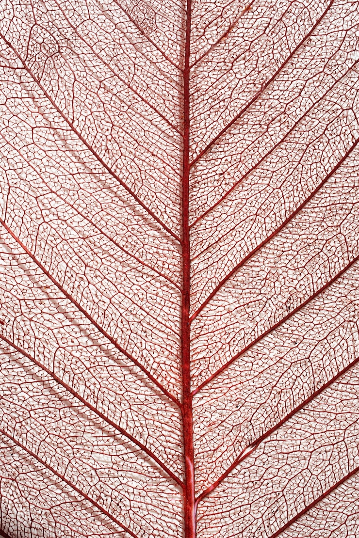 Gratis Foto close-up van gekleurd plantenblad