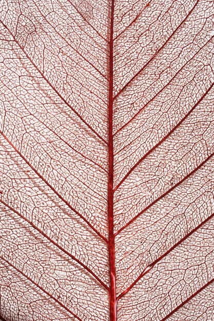 Close-up van gekleurd plantenblad