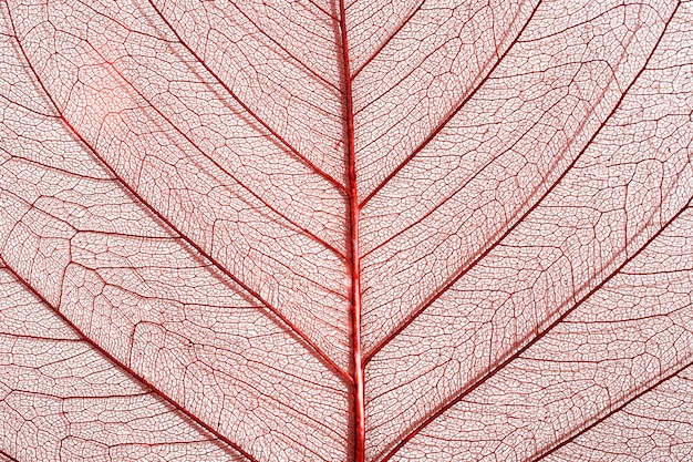 Close-up van gekleurd plantenblad