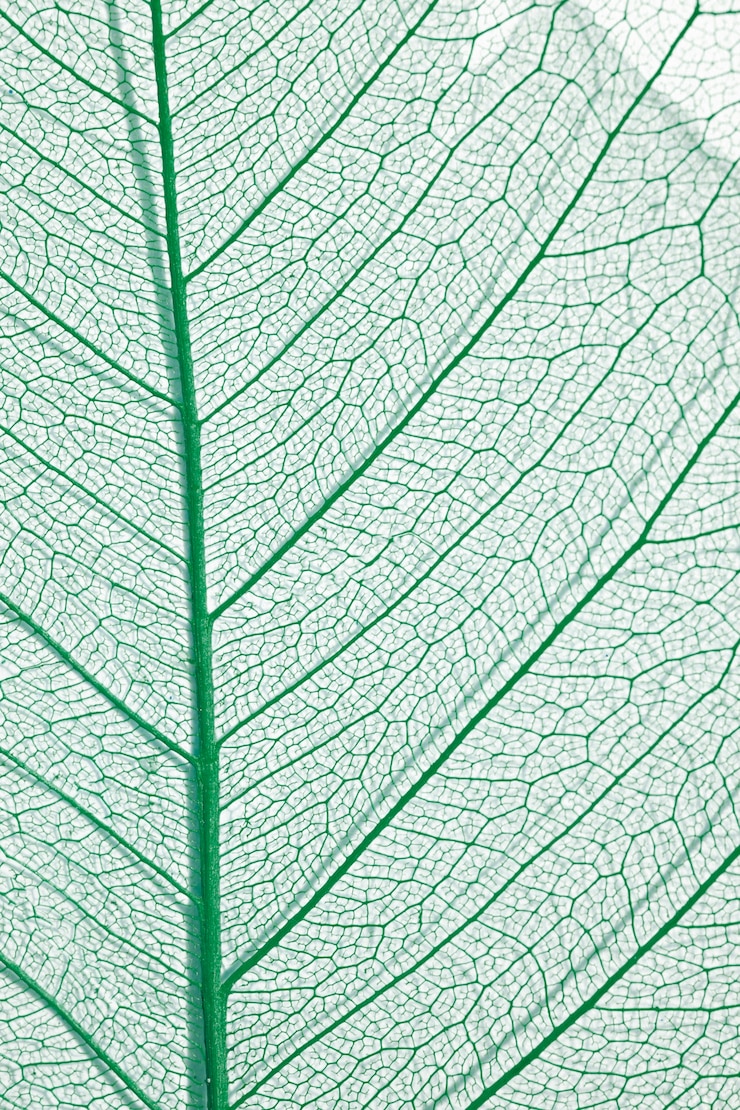 Gratis Foto close-up van gekleurd plantenblad