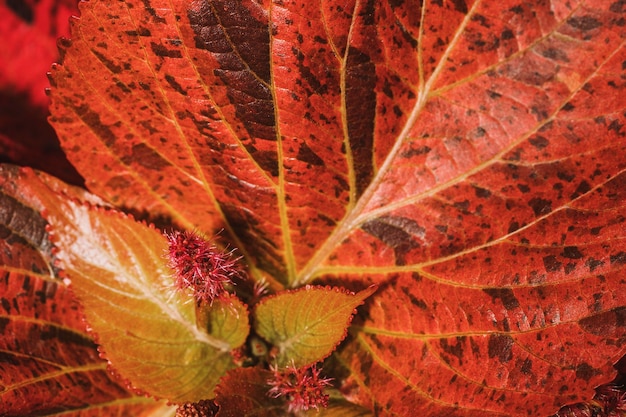 Close-up van gekleurd plantgebladerte