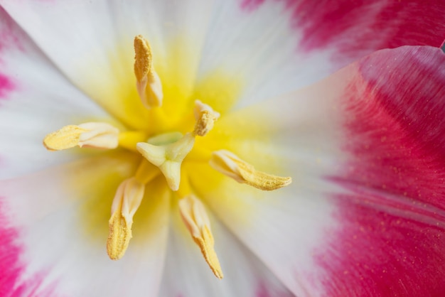 Gratis foto close-up van gekleurde bloem