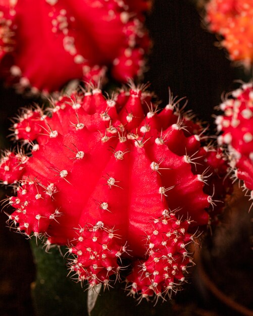 Close-up van gekleurde cactusplant