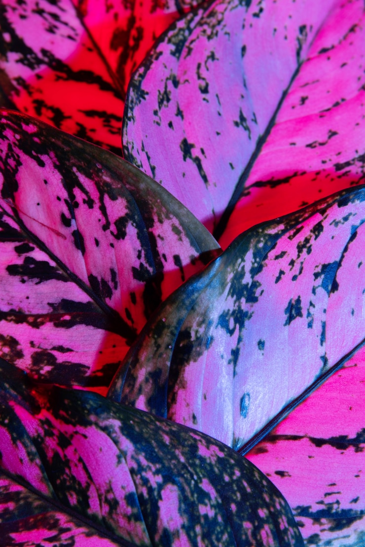 Gratis Foto close-up van gekleurde plantenbladeren
