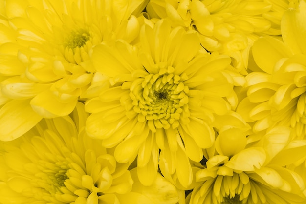 Close-up van gele bloemen