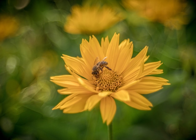 Close-up van gele chrysanten