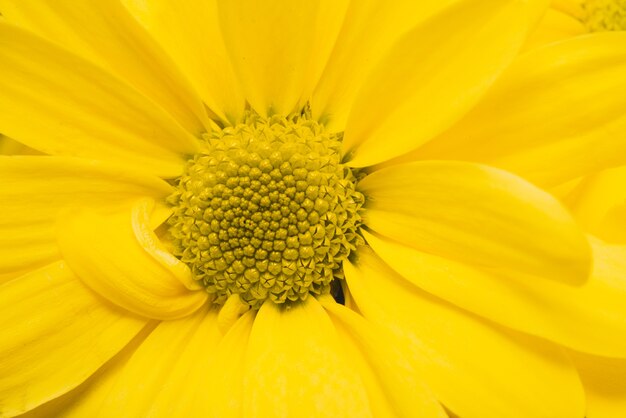 Close-up van gele daisy