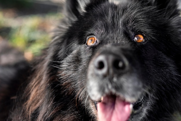 Close-up van gelukkige hond buitenshuis