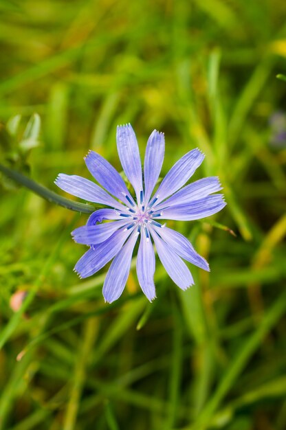 Close-up van gemeenschappelijke cichorei in een tuin onder het zonlicht