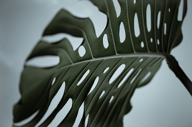 Close-up van getextureerde mooie natuurlijke monstera bladeren.