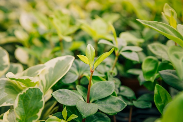 Close-up van groeiende planten met verse bladeren