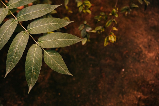 Gratis foto close-up van groen blad