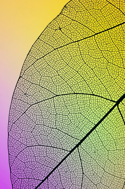 Close-up van groen de herfstblad