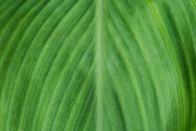 Close-up van groene blad geweven achtergrond